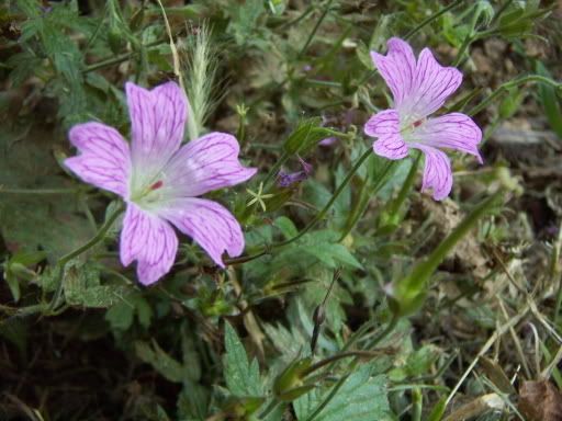 PICT0101.jpg