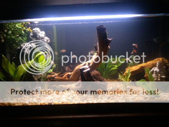 fishes014.jpg
