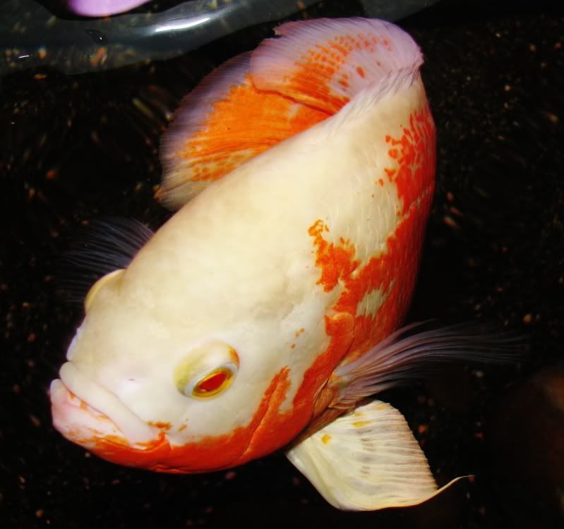 neilzzfishnstuff079.jpg