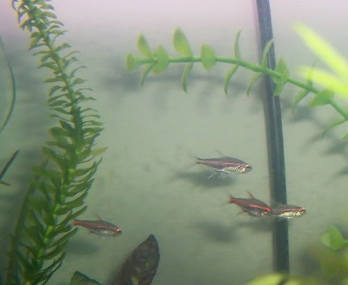 tetras002.jpg