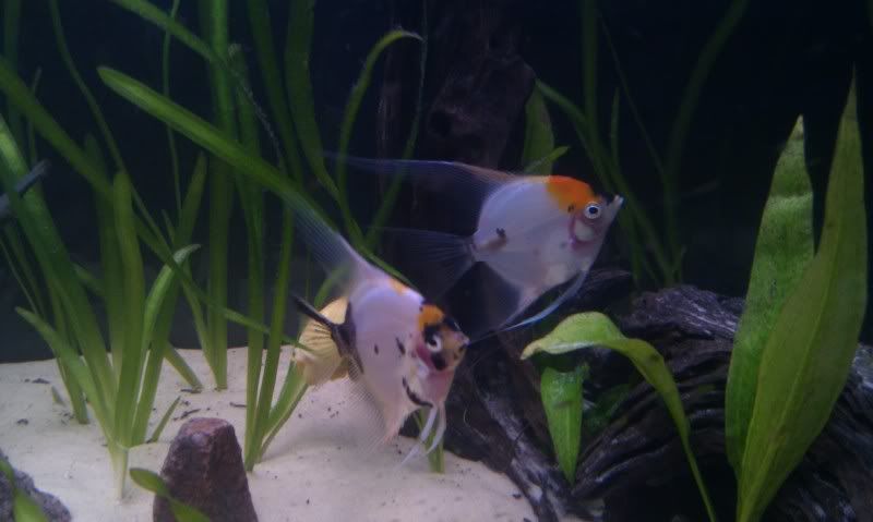 IMAG0942.jpg
