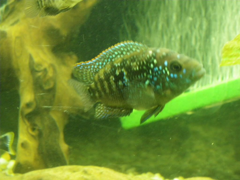 IMGP1517.jpg