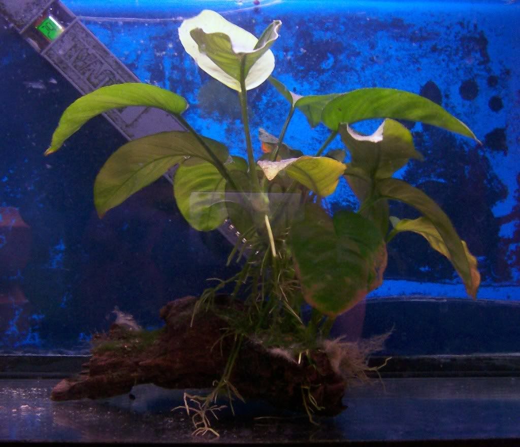 anubias001.jpg