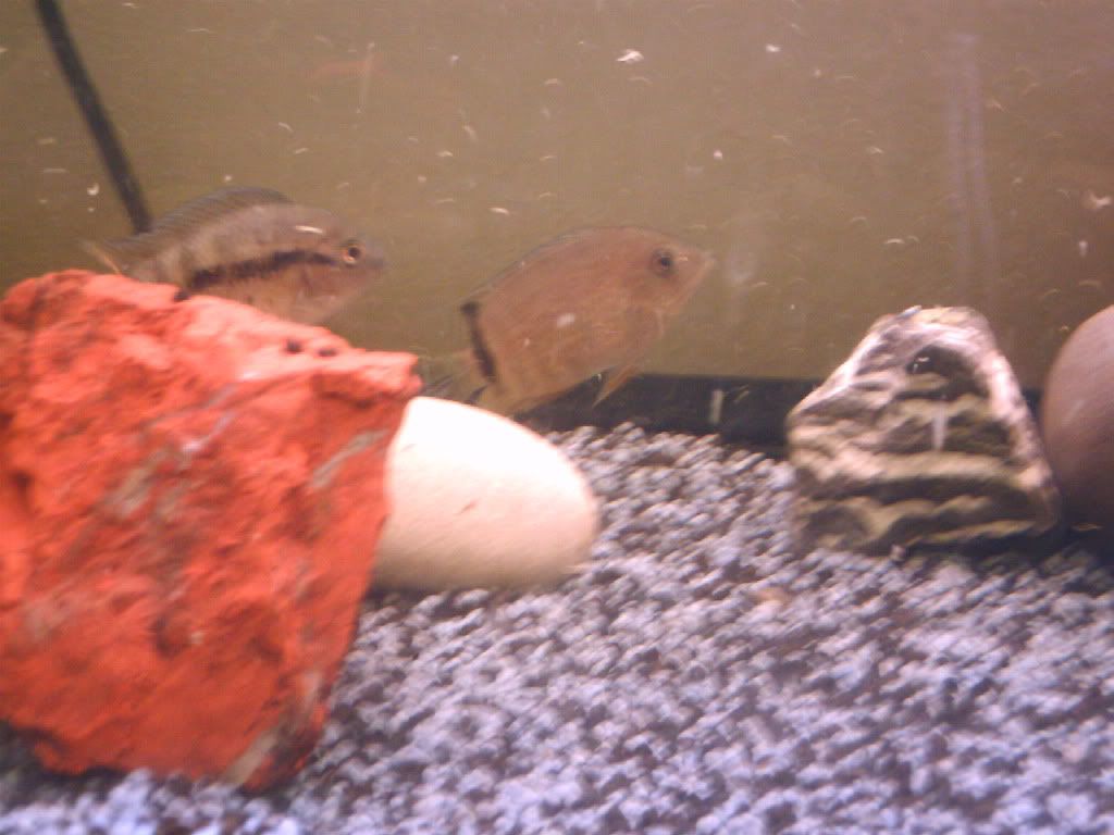 severums.jpg