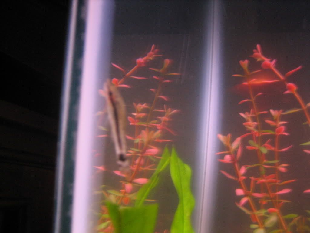 fish027.jpg