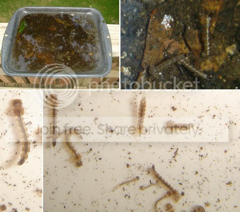 mosquitolarvae2.jpg