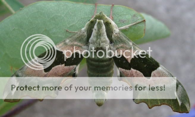 Moth.jpg