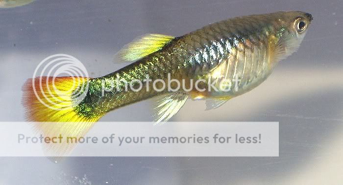 guppy1.jpg