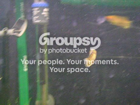 gourami-tiger.jpg