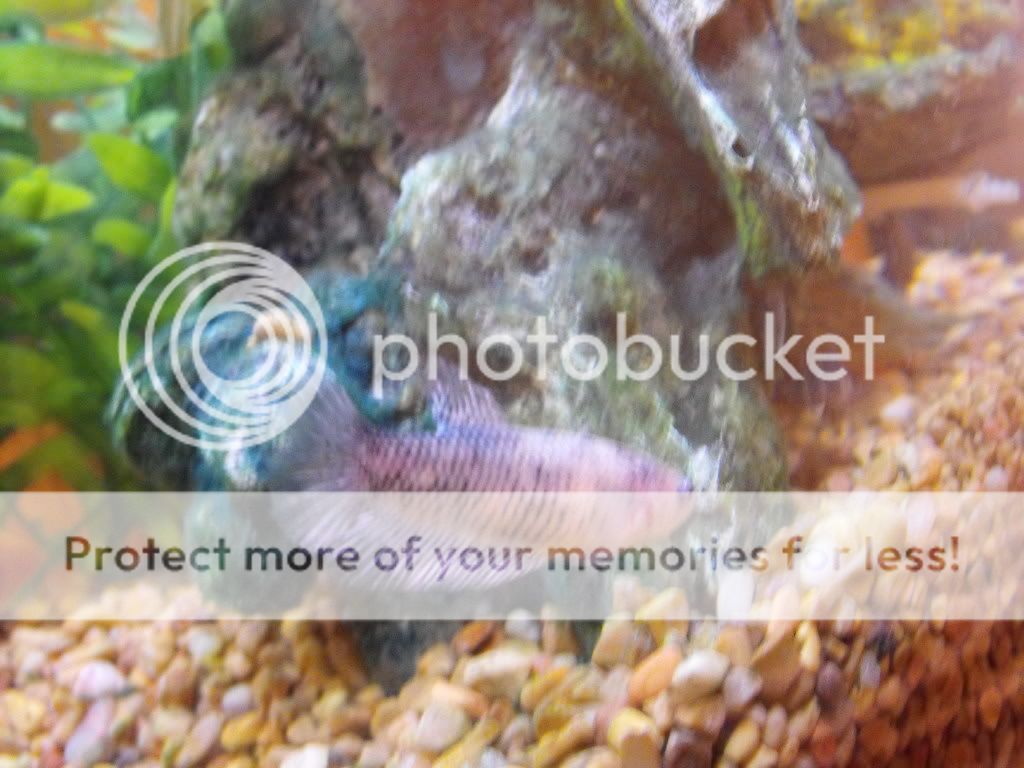 newfish003.jpg