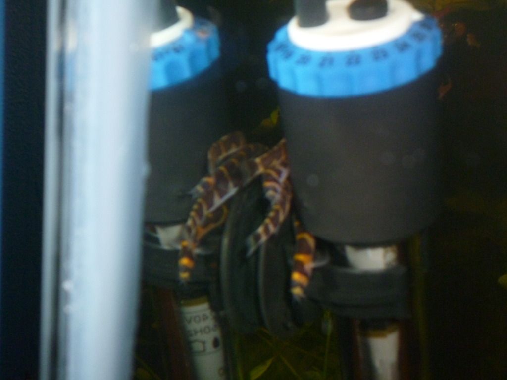 P1000446_zpsca49e604.jpg