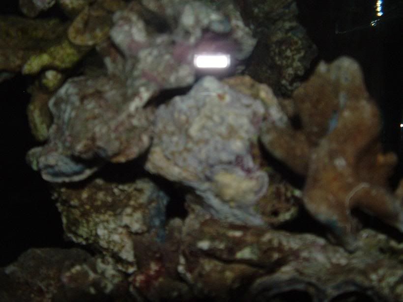 fishtank018a.jpg