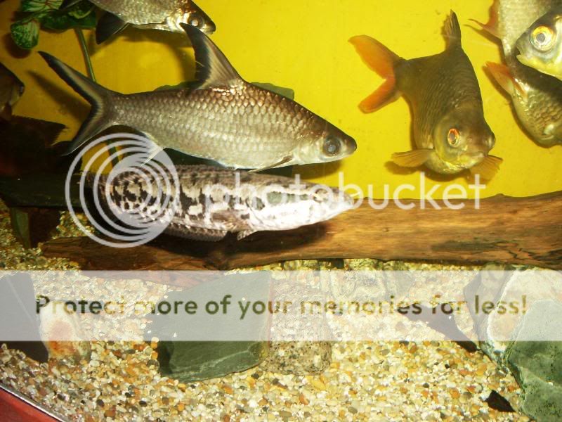 minipuffer057.jpg