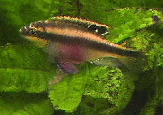 04-05-27KribMamaw_Fry.jpg