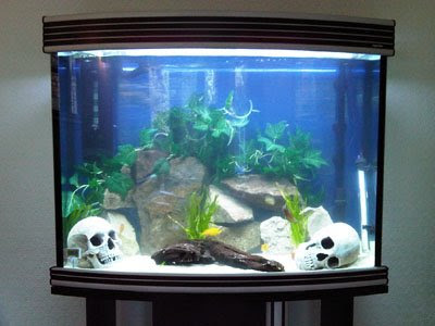 newnewtank.jpg