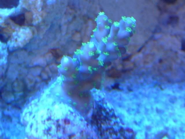 greenpolyp.jpg