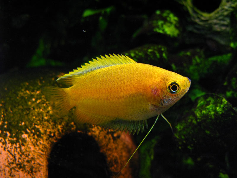 gourami04.jpg