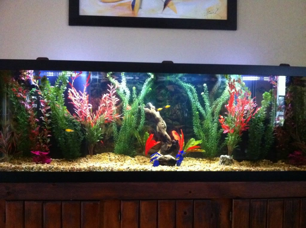myfishtank-1.jpg