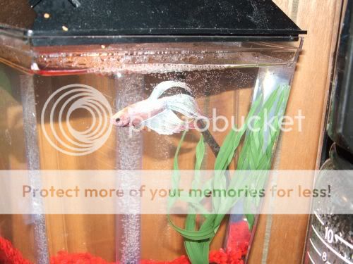 newbetta.jpg