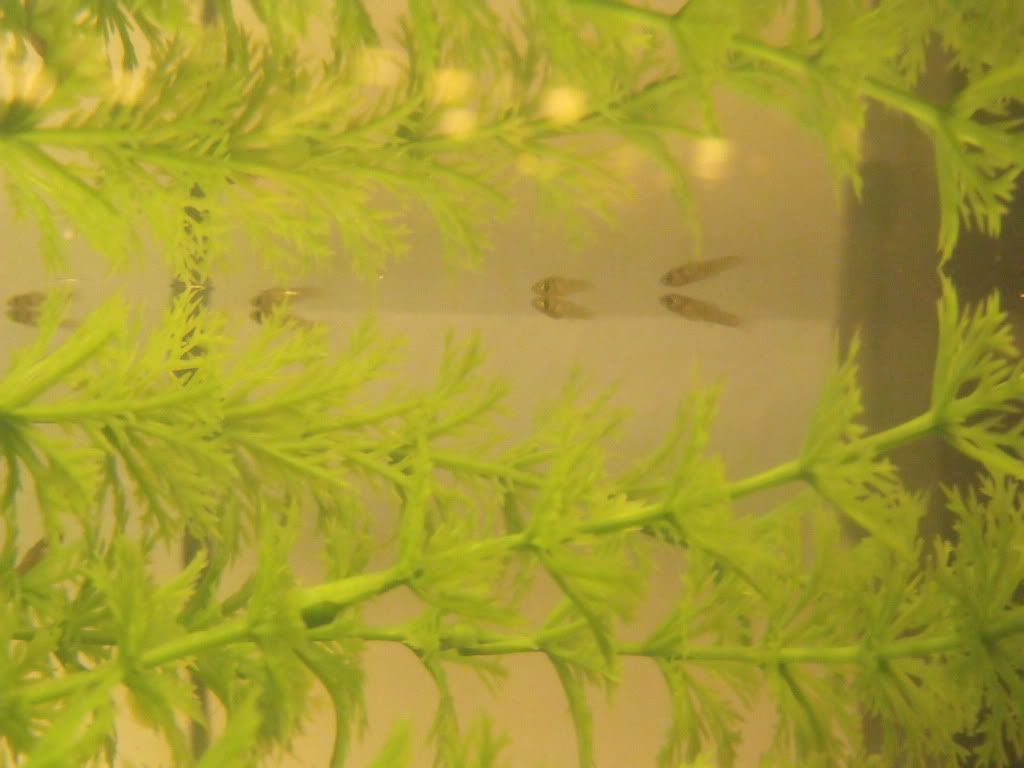 DSCF6823.jpg