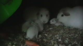 dewbabys010.jpg