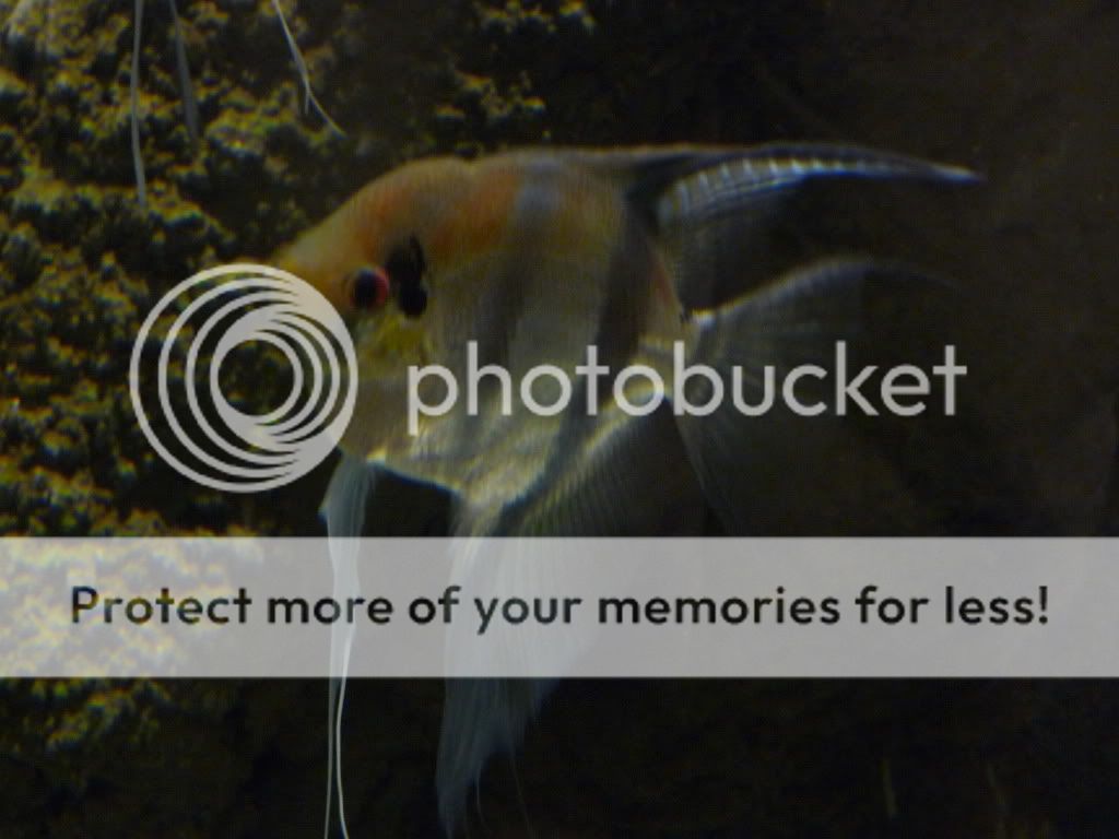 Dubai2009045.jpg