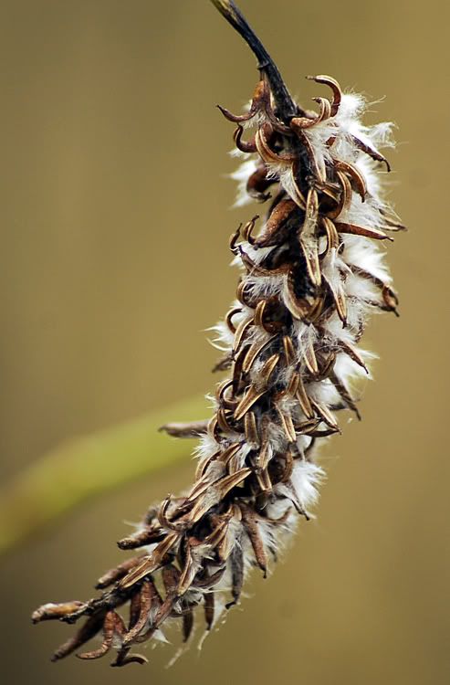 plant_02.jpg