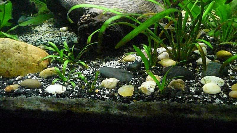 fish510103.jpg