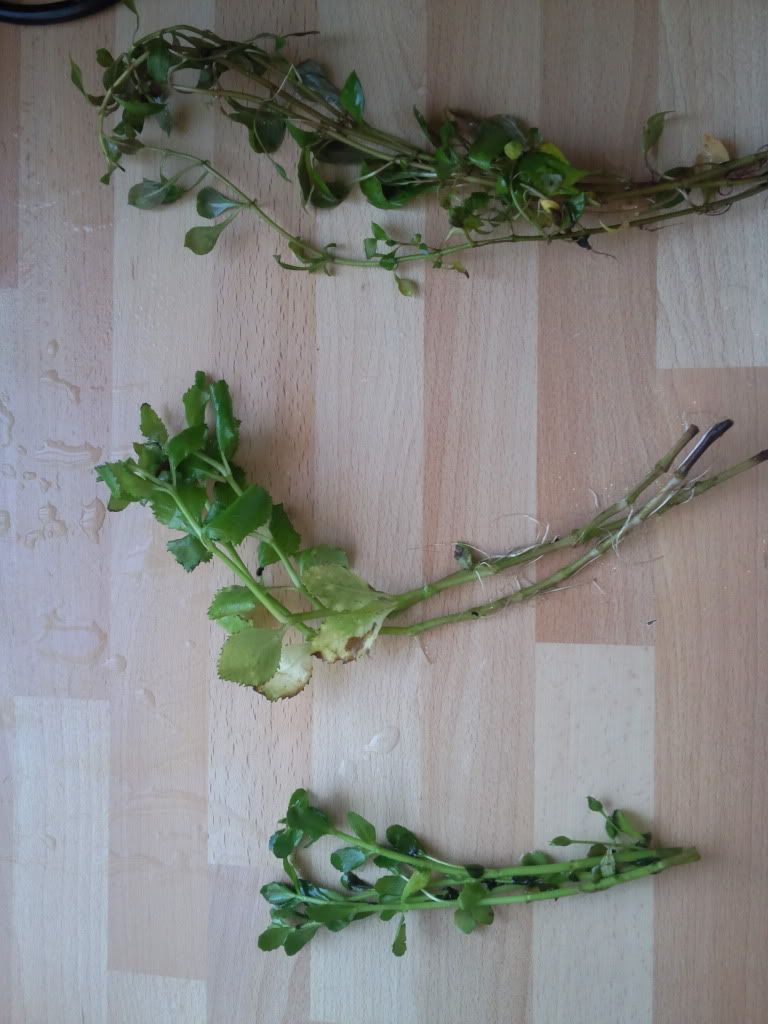 Photo003A.jpg