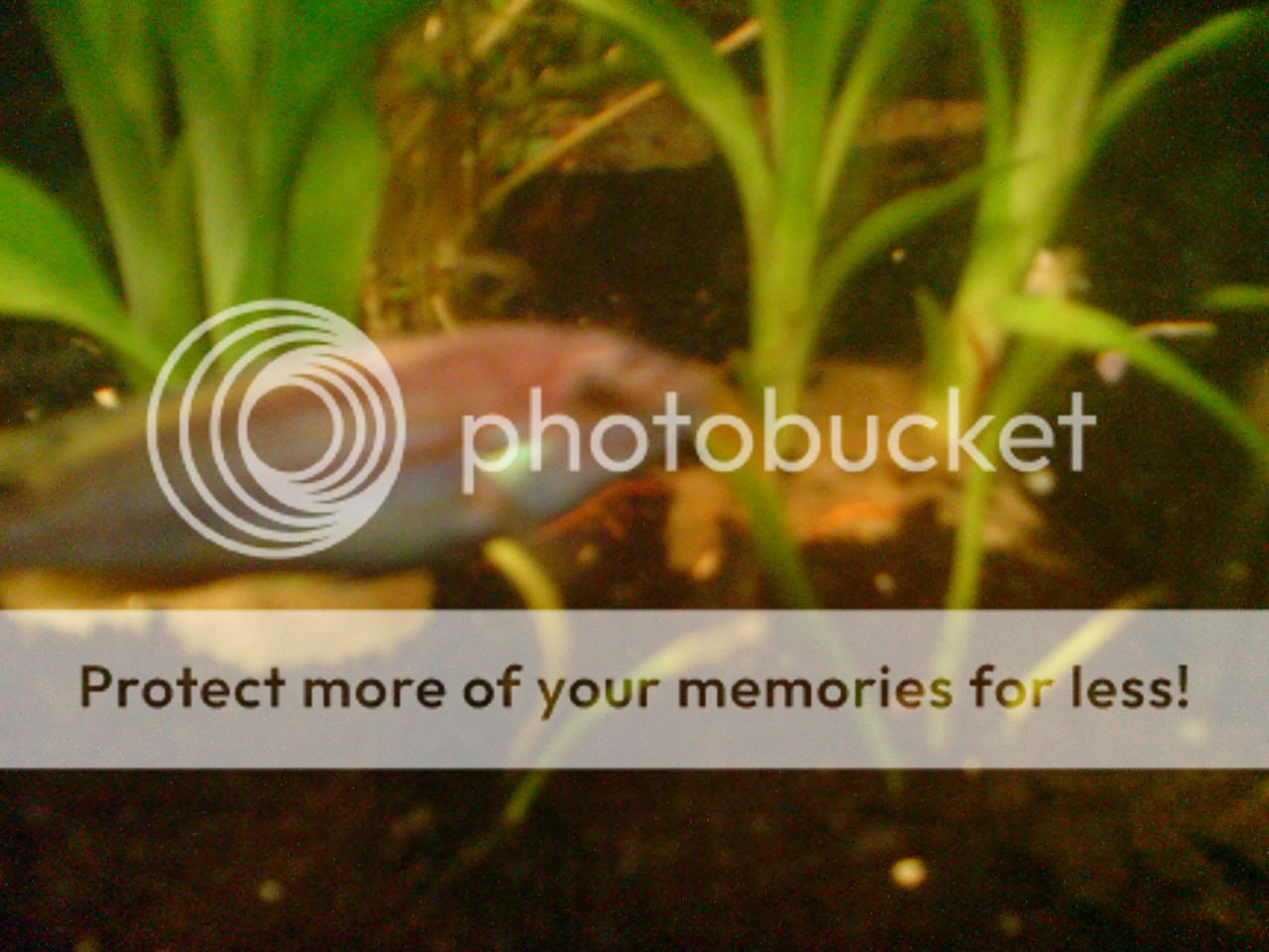 Cichlids1.jpg