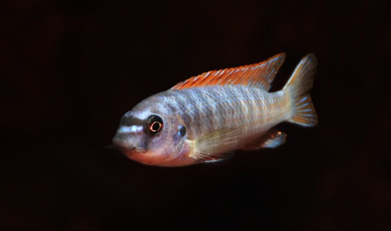 labeotropheustrewavasae.jpg