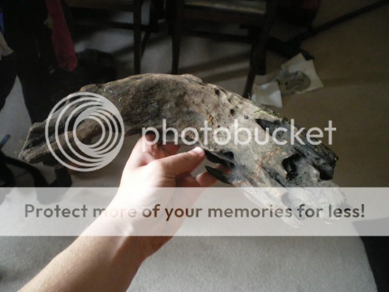 IMGP0135.jpg
