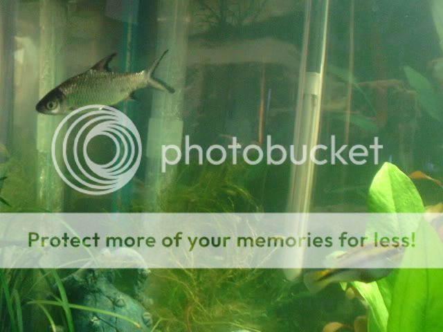 fishies002.jpg