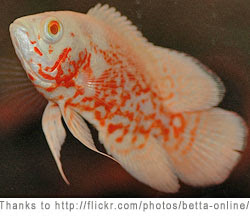 oscarfish4+(1).jpg
