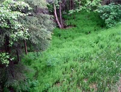 backyard.jpg