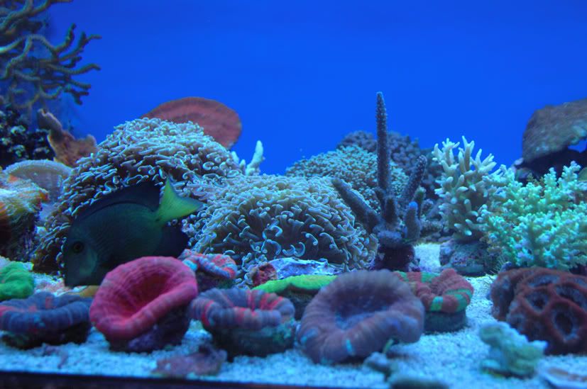 reef3.jpg