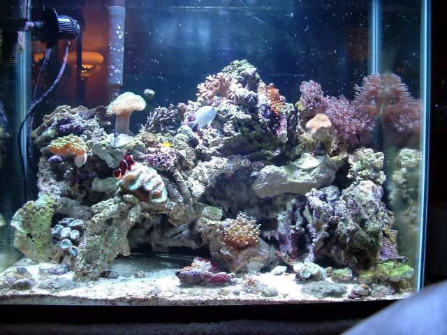25gallonTank2.jpg