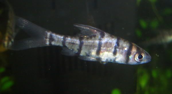 wotfish.jpg