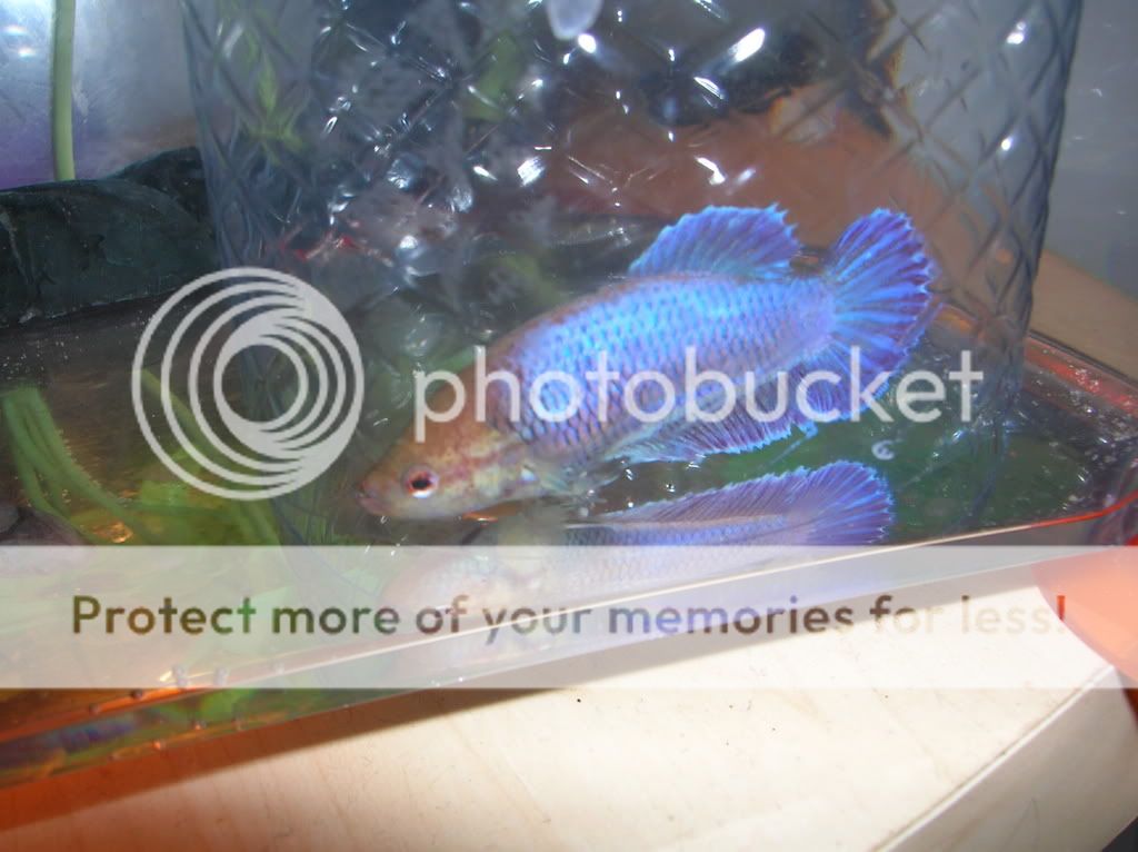 newfishies035.jpg