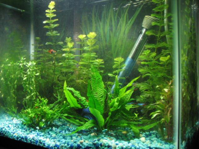 fish6_zps9f9e6d5d.jpg
