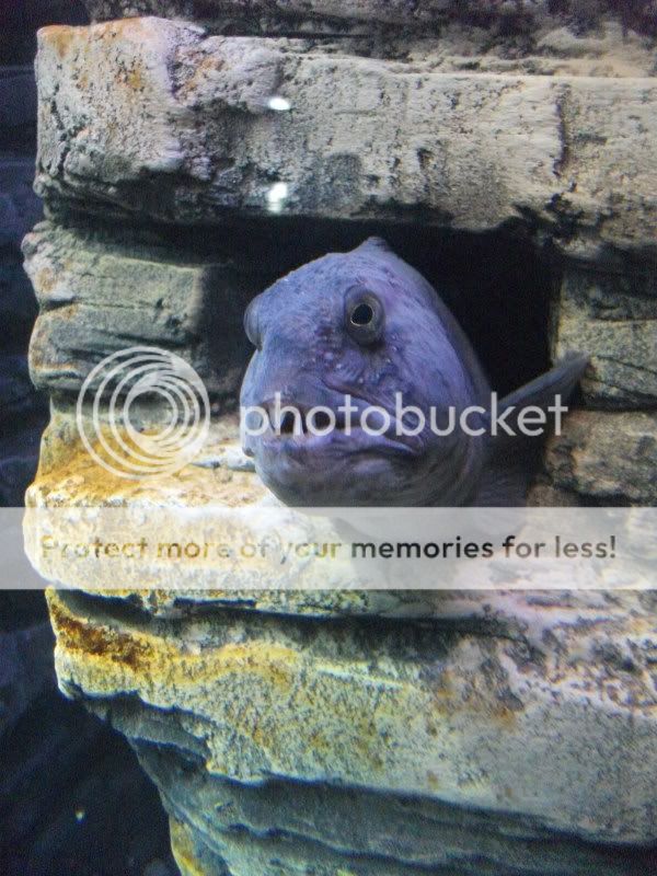 bluereef046.jpg