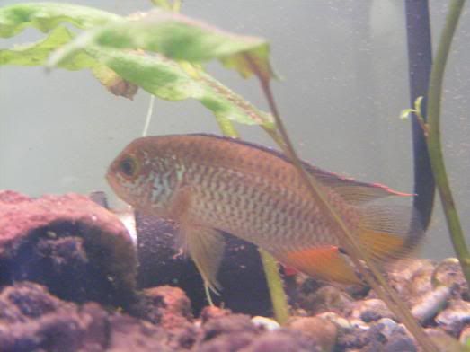 cichlid2.jpg