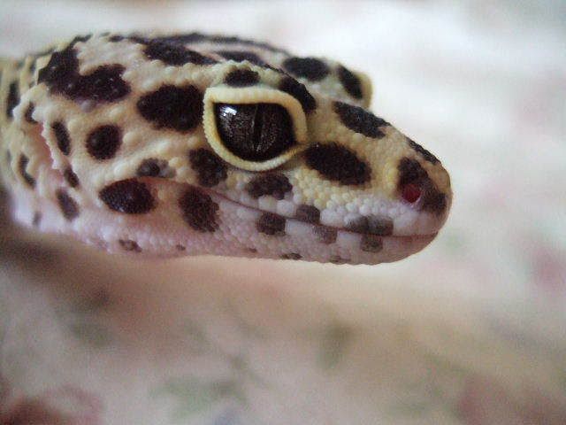 0801250033.jpg