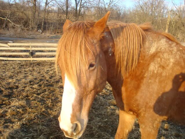 horsies012.jpg