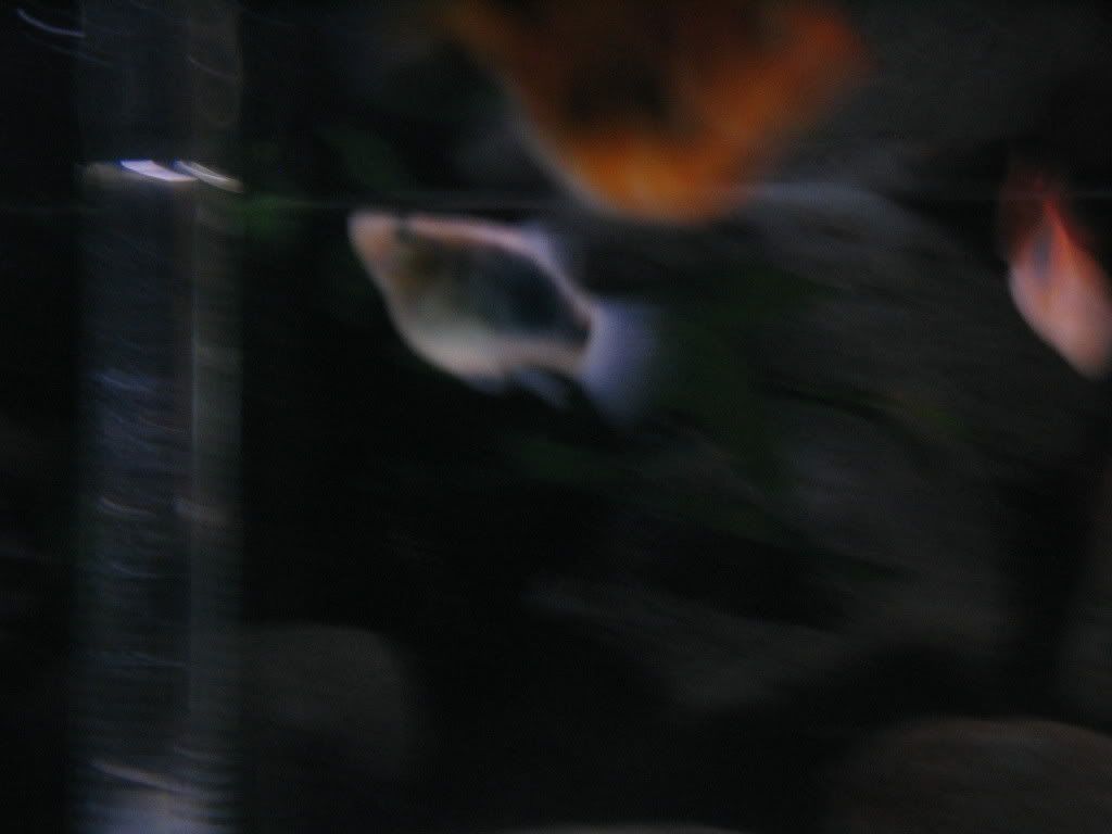 Picture008.jpg