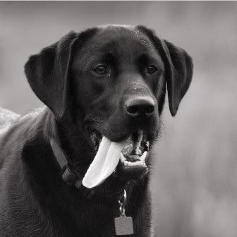 propictongue.jpg