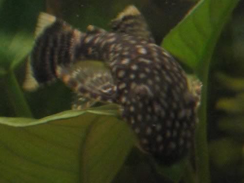 bristlenose2.jpg