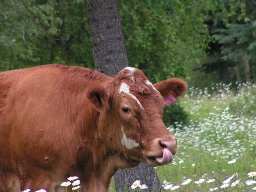 PICT0034.jpg