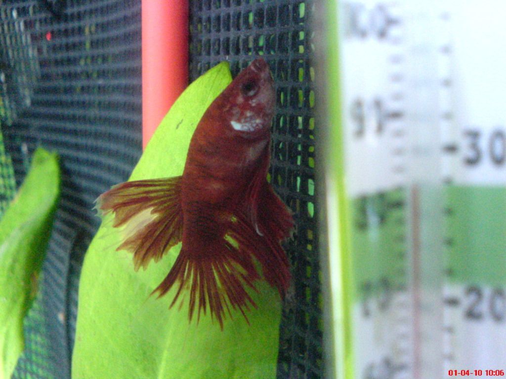 Picture027.jpg