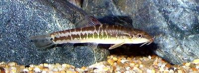 fishy4_zpsfb172525.jpg